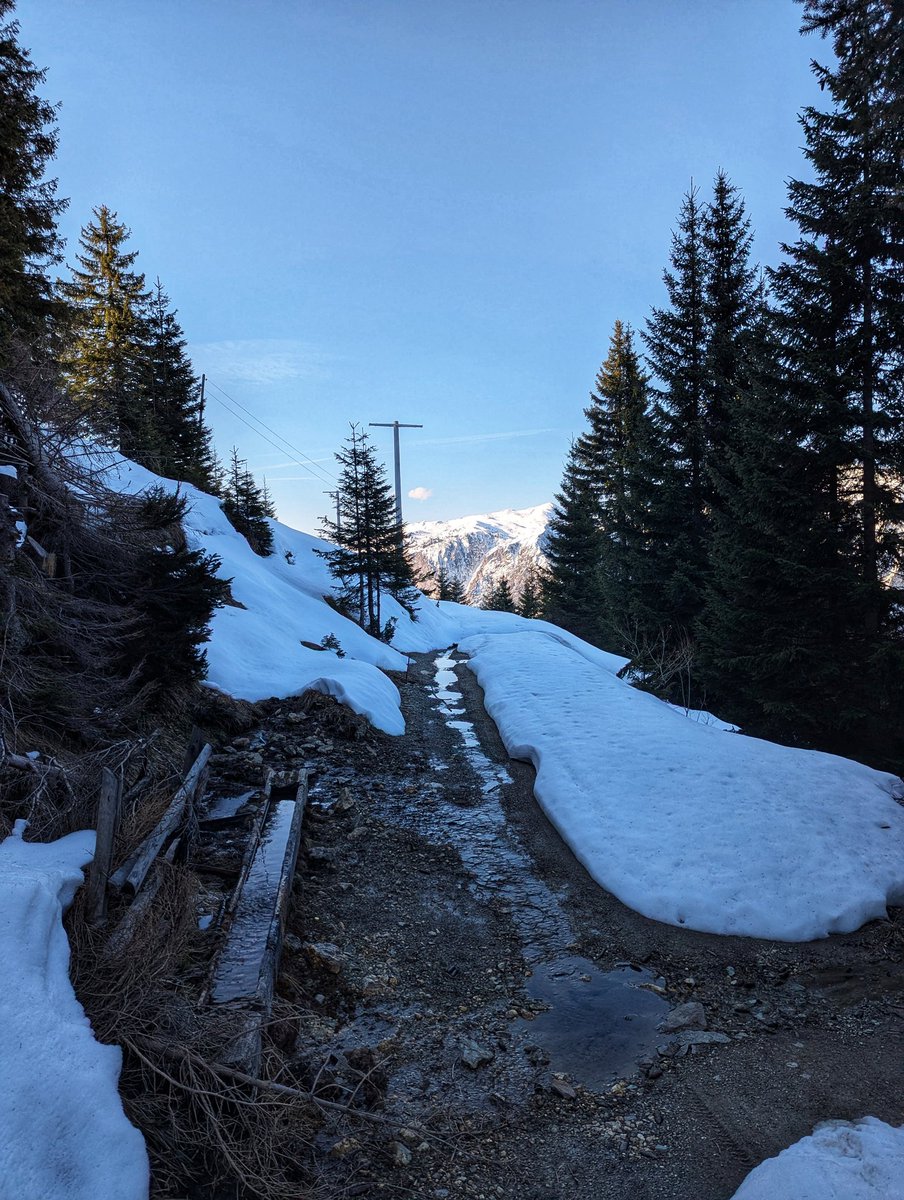 Demush Shasha tweet media