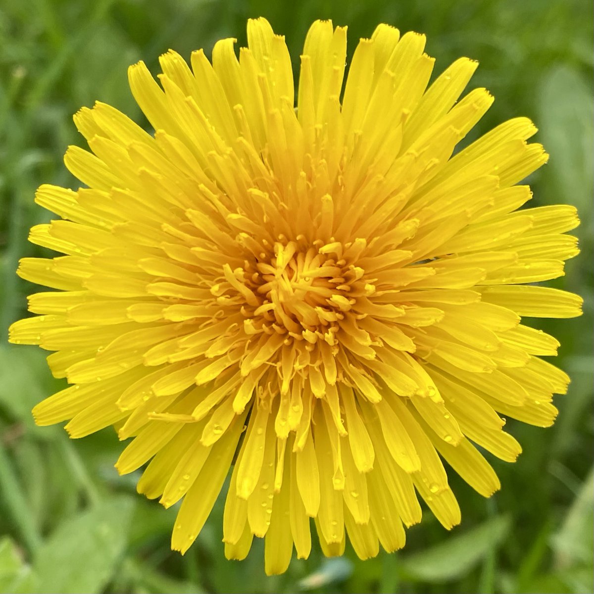 Nessa & Co. (aka Sir Jack Spratticus🌈) tweet media