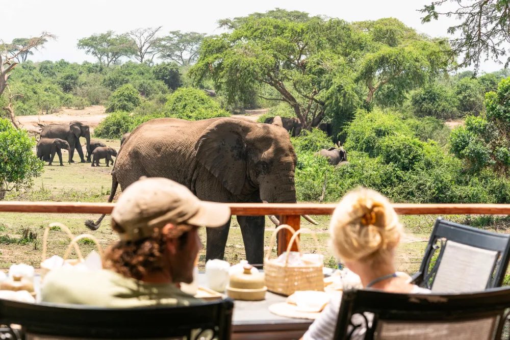 Gentle Giants Safaris - DMC tweet media