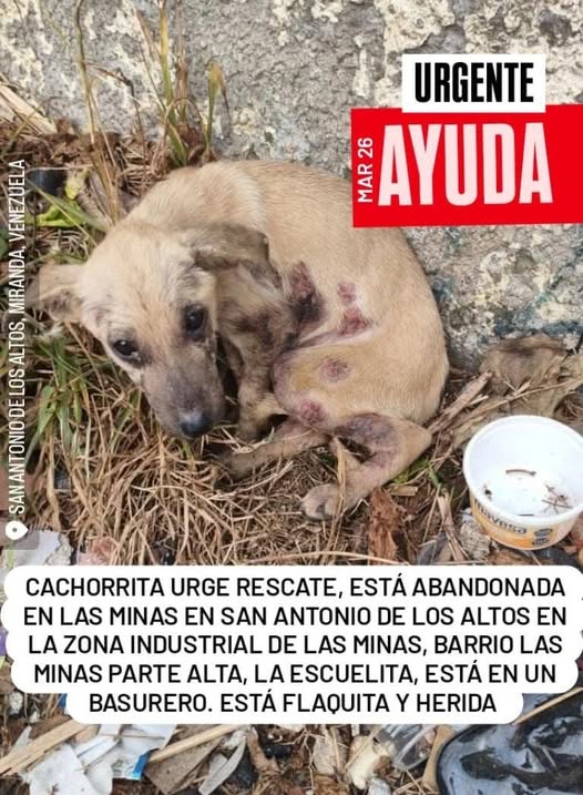 A64029345's tweet photo. Reportan cachorrita herida en el barrio las minas. Difundir  📷📷
 contacto:
0412-5677134 llamenlo a él para inf. https://t.co/d39OeNXD8R