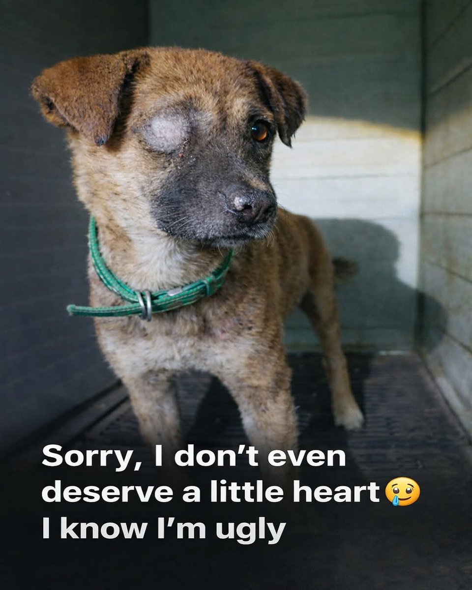 Help Street Dogs tweet media