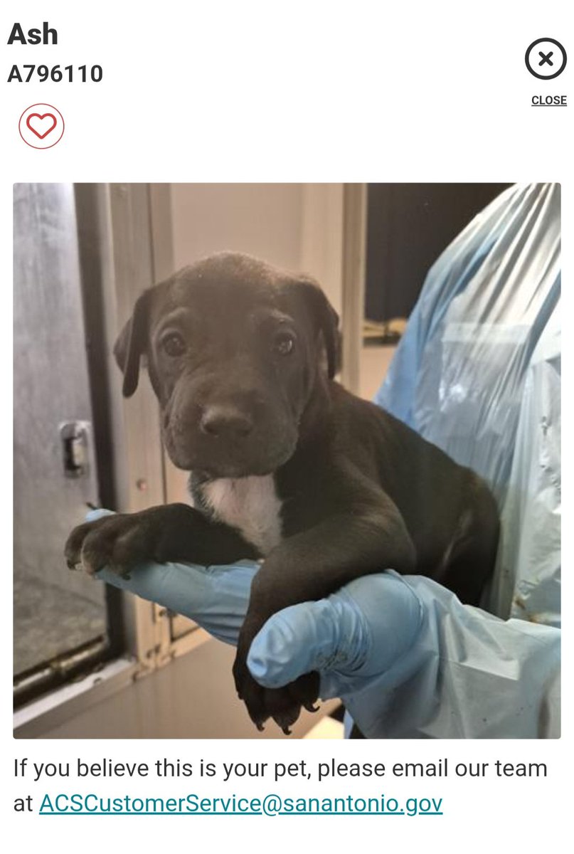 SerenityKaguya's tweet photo. MORE PUPPIES TBK 💉 ANYTIME AT SAN ANTONIO ANIMAL SERVICES ‼️‼️ HELP GET THEM OUT‼️‼️ #adoptdontshop #Pledge4Rescue #PLEDGES #puppies #texas #babies @_taysmyoxygen1d @BethRey57271108 @CharBolen @dawg85dawg @JackieK03579628 @SALaurich @psychicwhisper3 @Help_CozyPaws @smdbrenda https://t.co/Zc9nHlfWne