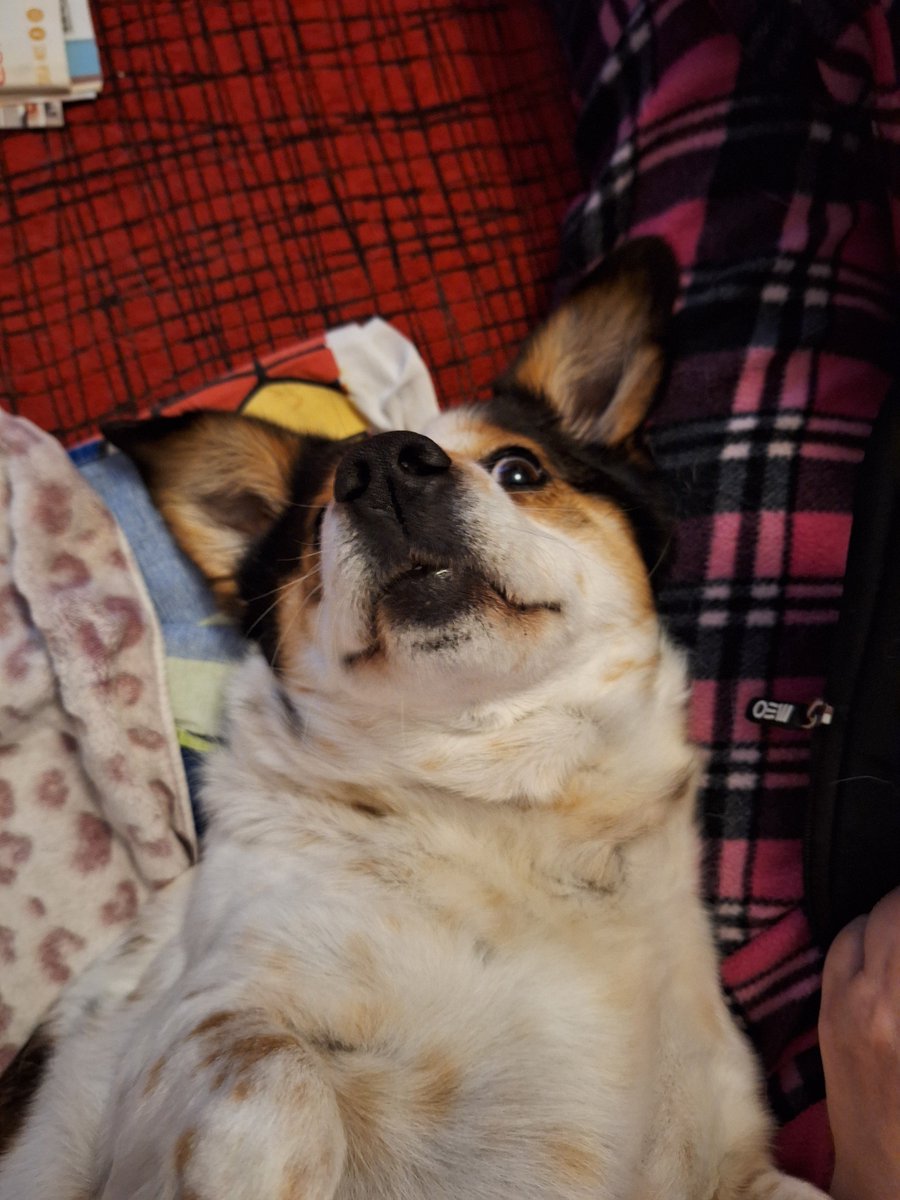 Bruno Lopes tweet media