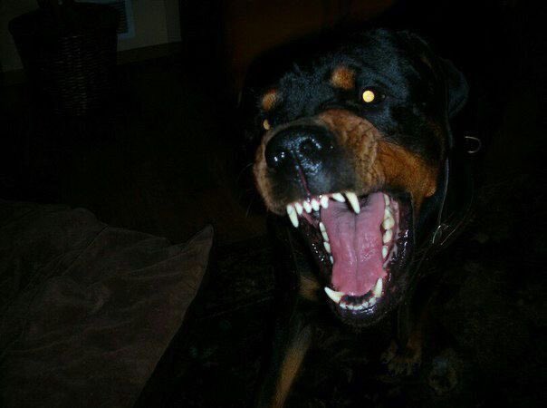 yolanda winston tweet media