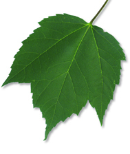 Ligne de vie d'un arbre
Sur les veines blanches de ses feuilles.
Le médium de la nature est en transe.