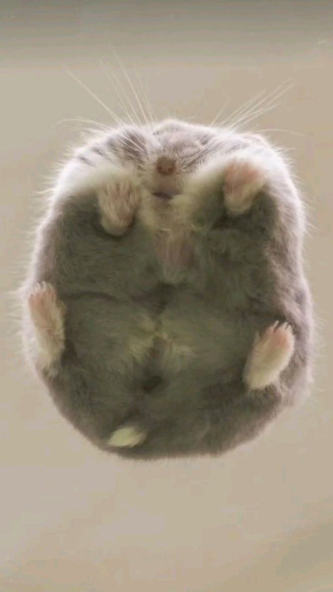 hamster tweet media