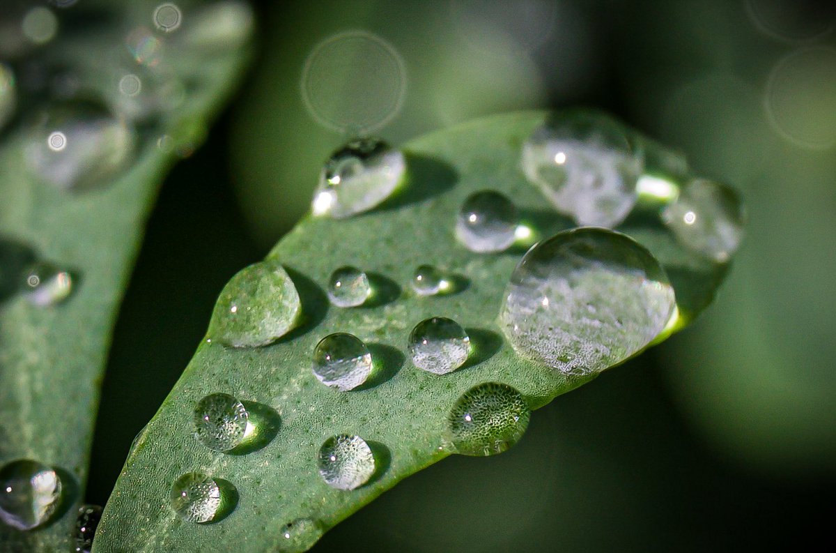 sharon13117's tweet image. Let’s see your leaf photography 🍃 

Show me how sunlight and seasons whisper through your lens

#Leaf #Macro #Photography