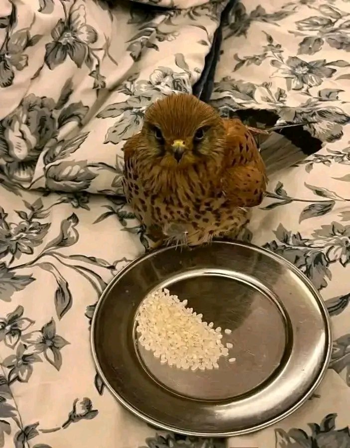 رغد العجمي tweet media