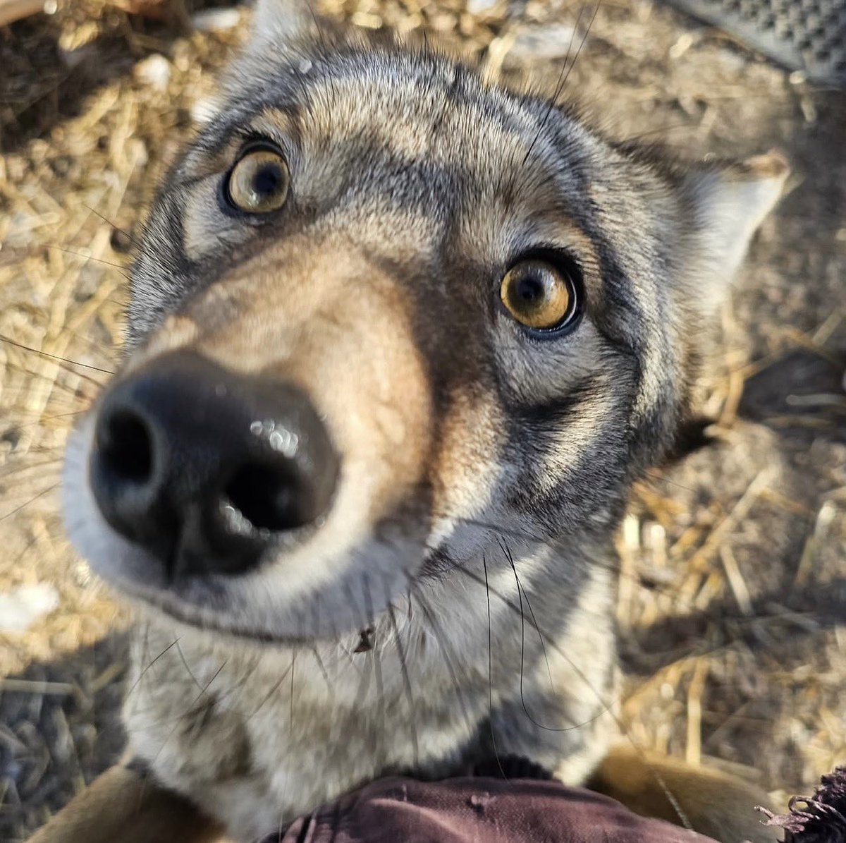 Wait, I’m Yoted? tweet media