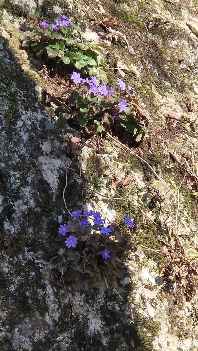 soap❗️ tweet media