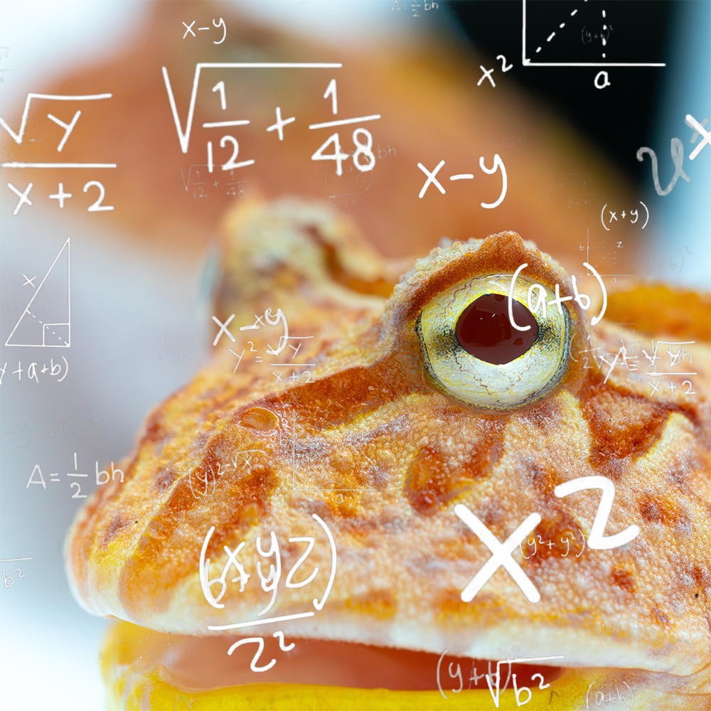 JoshsFrogs's tweet image. Pi Day reminder: PacMan frogs are basically living circles with legs. 😆

3.14 and then some! This frog rounds up to 4. 🥧

#PiDay #PacManFrog #FrogLovers #MathFun #FrogLife #Amphibians #NatureMath #CuteFrogs #ScienceHumor #AnimalMath