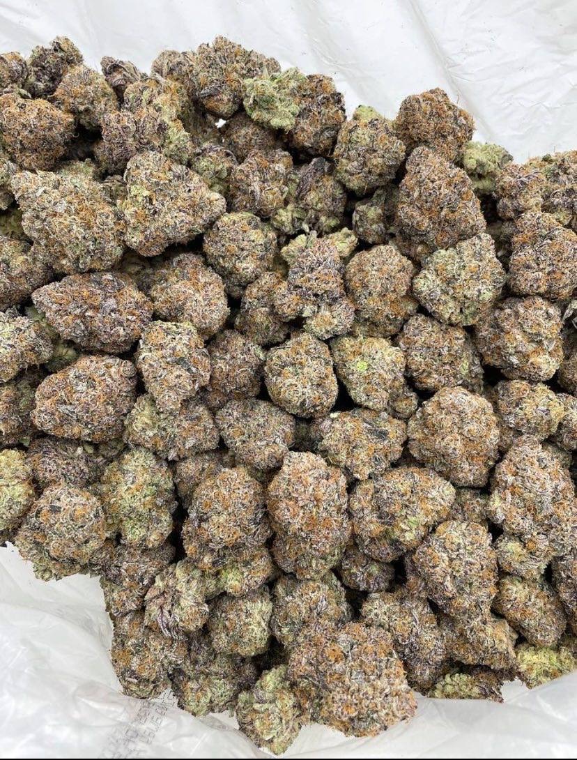 sincity seeds tweet media