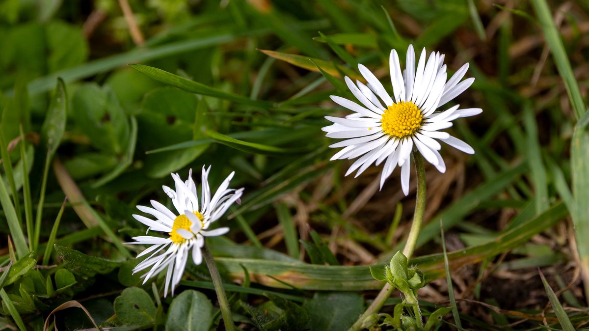 Coton Loves Pollinators 🐝 🍃💚🍃 tweet media