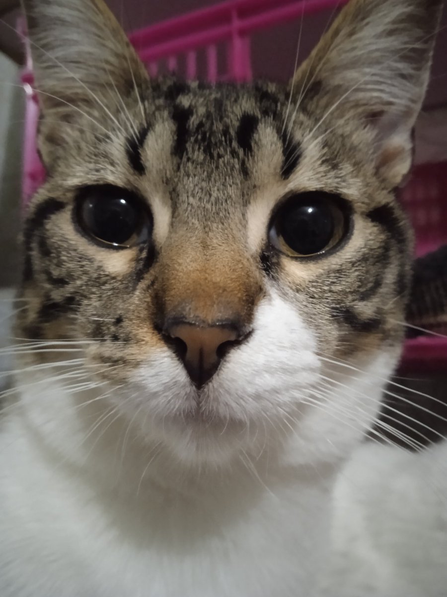 plutoni239's tweet photo. Bona nit i bon descans amigues i amics 💖🍀🌸🐾💤 https://t.co/5BdNtXjYN8