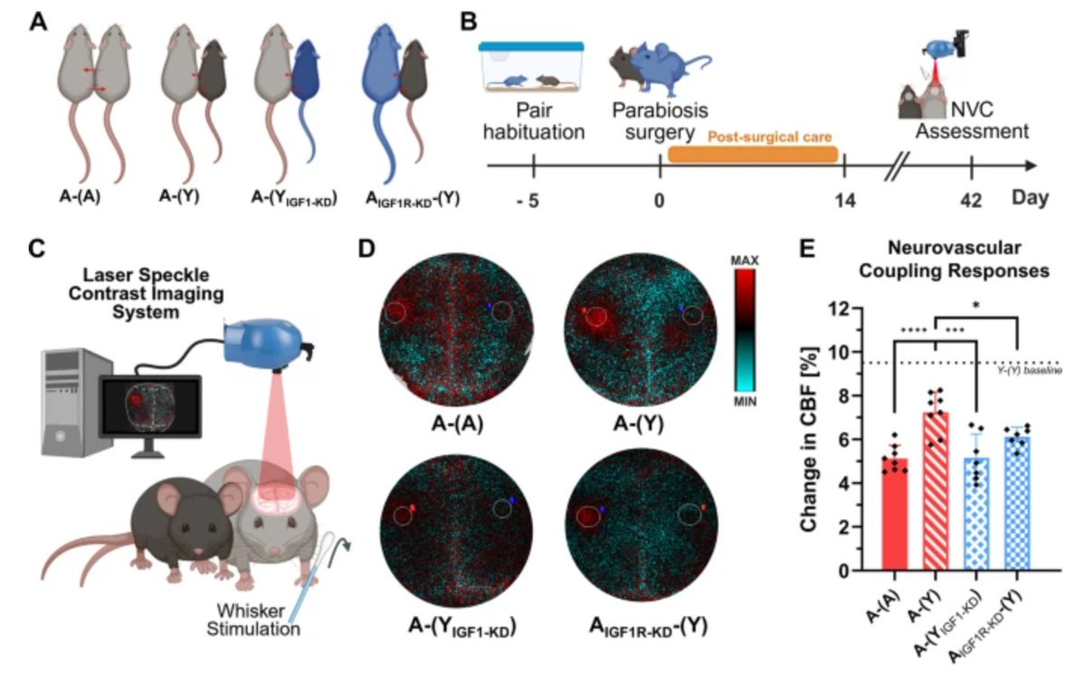 GeroScience tweet media