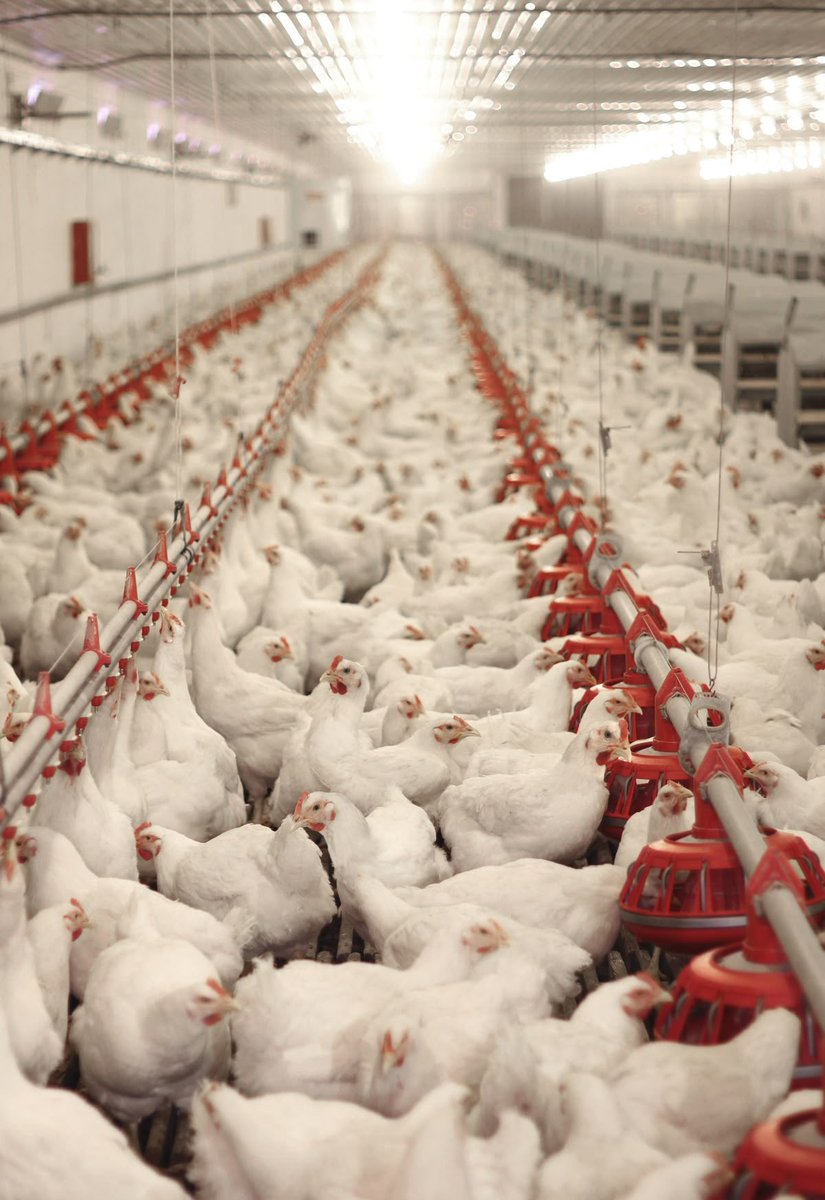 MunezeroCedk's tweet photo. Want to start a profitable livestock business? 
Broiler farming is a great option for beginners. It requires relatively low startup capital, grows fast, and chicken meat is always in demand. Here’s why broiler farming is worth considering 👇🧵 https://t.co/Ep3Tvc2gFy