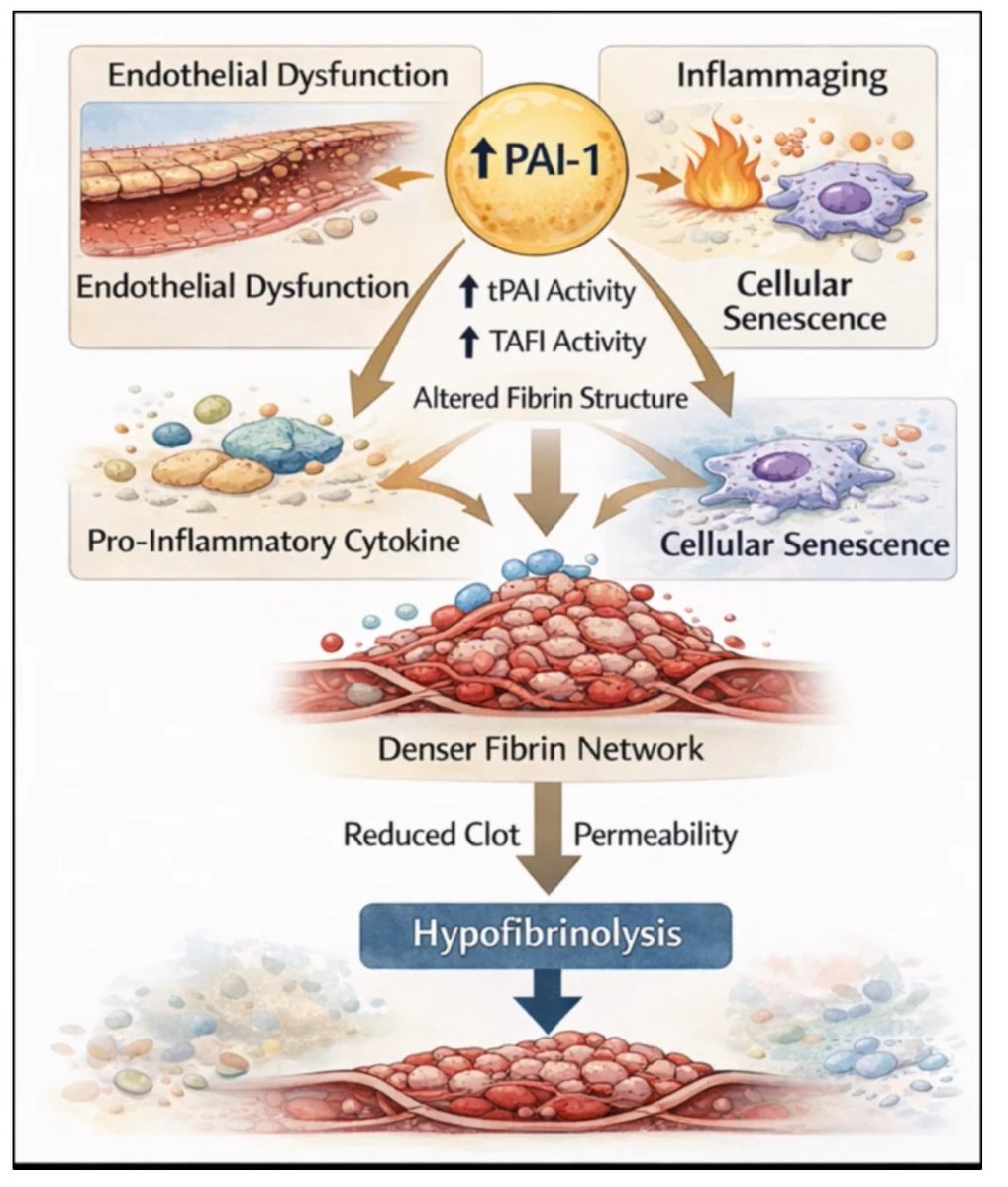 GeroScience tweet media