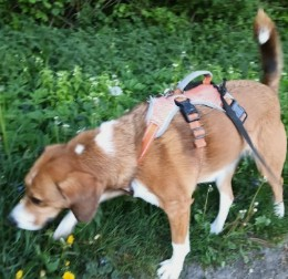 millypod1's tweet photo. 🆘14 MAR 2026 #Lost Roo #ScanMe
Beagle Female
#Stokenchurch #HP14
County #HighWycombe #Buckinghamshire
https://t.co/sc869Suczs https://t.co/ETgYPQy9iM