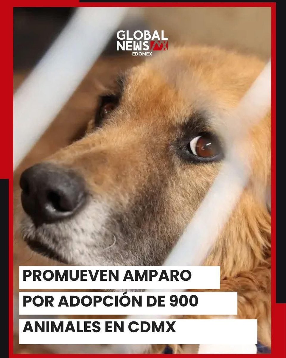 Mundo Patitas AC tweet media