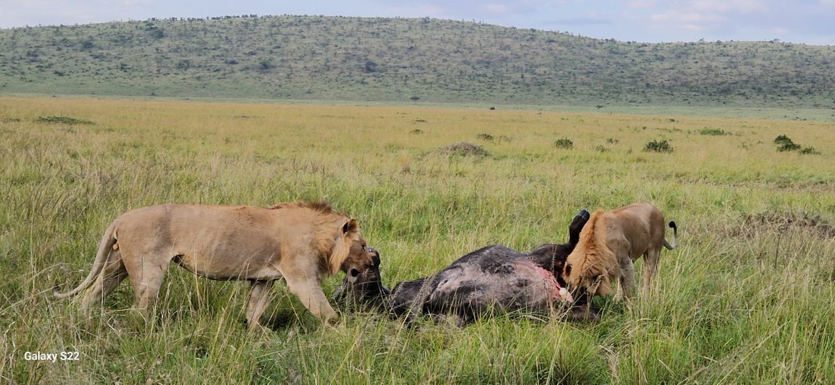 Irembo Africa Safaris tweet media