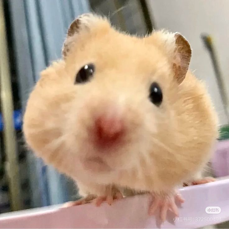 hamster tweet media