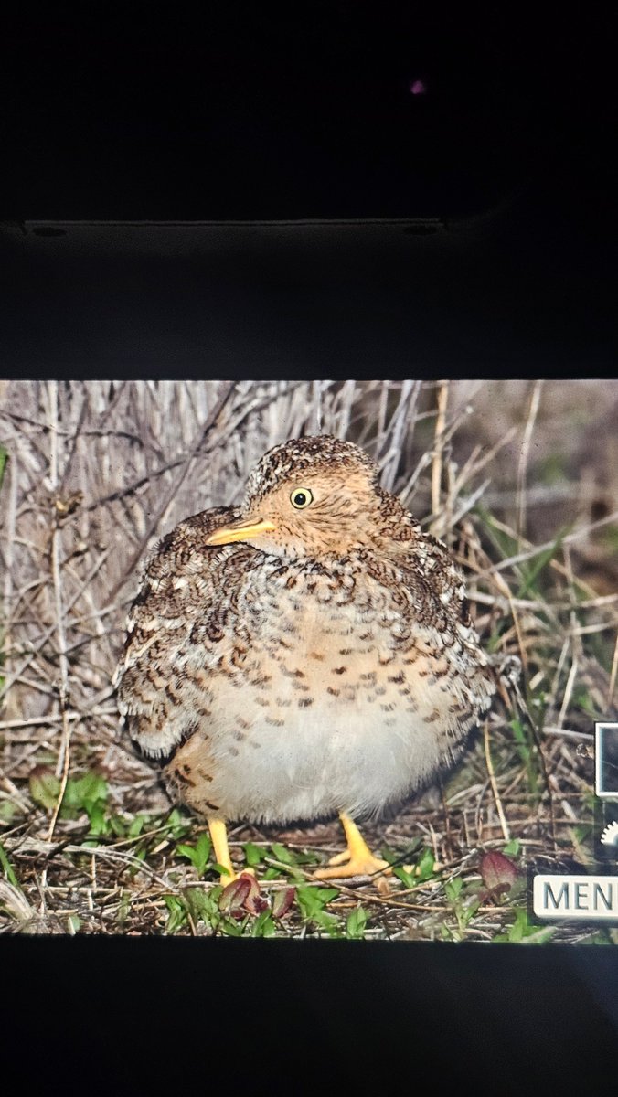 wizard boy super tweet media