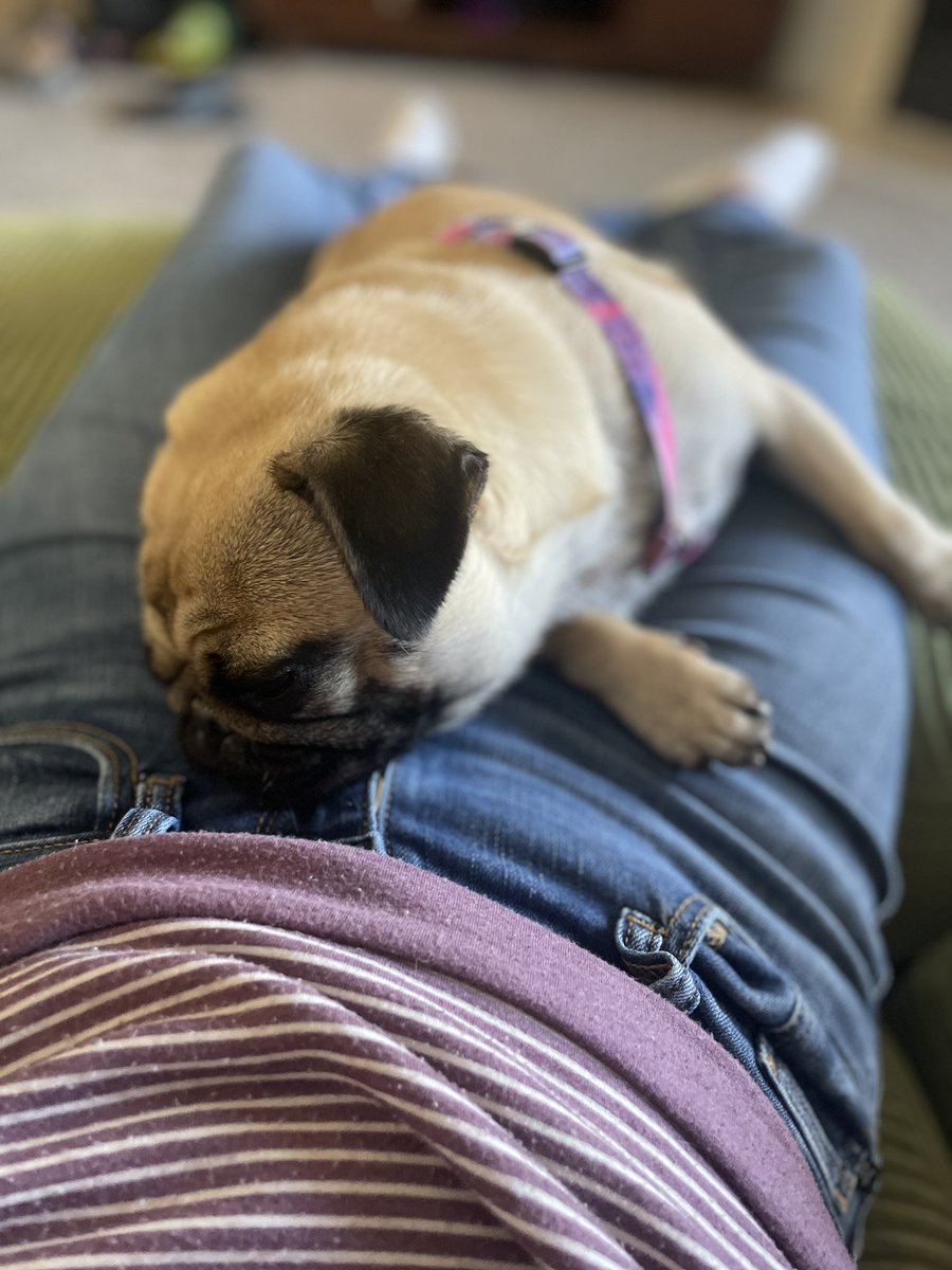 Don’t you dare get up! #Saturdays #PrudyPug