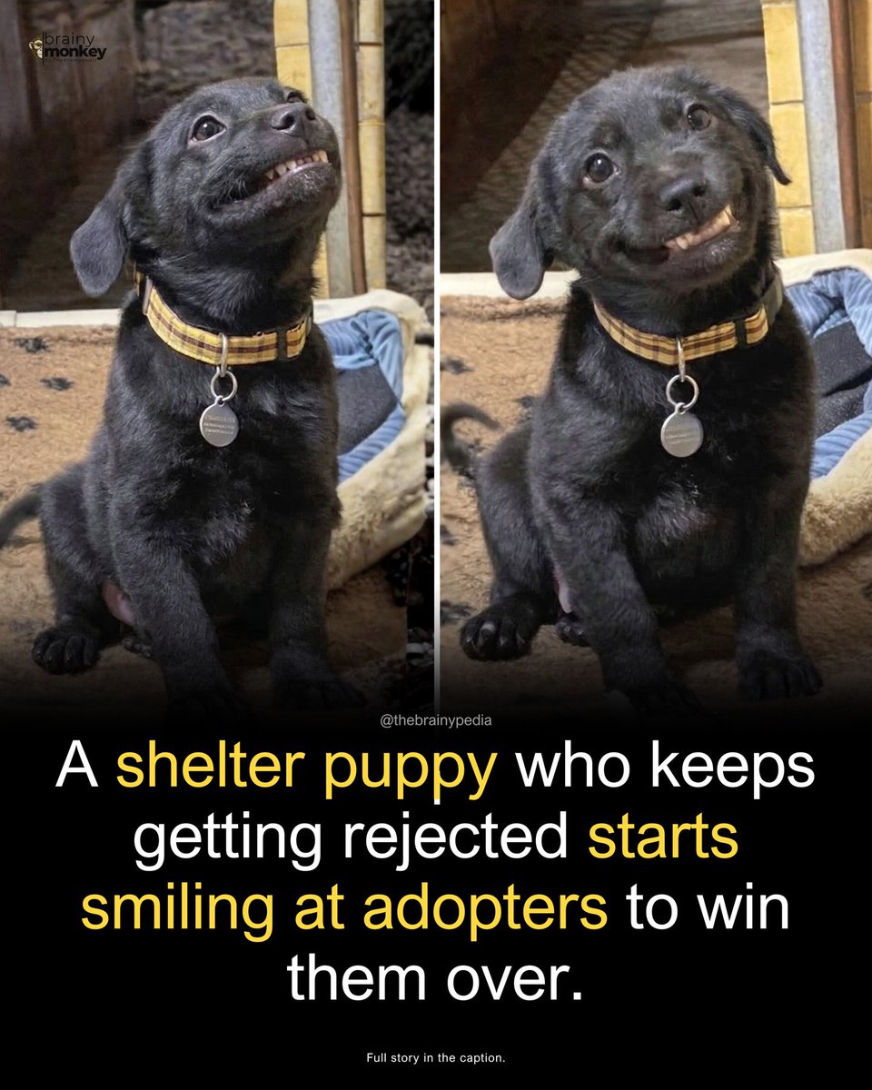 Doggy Mix tweet media