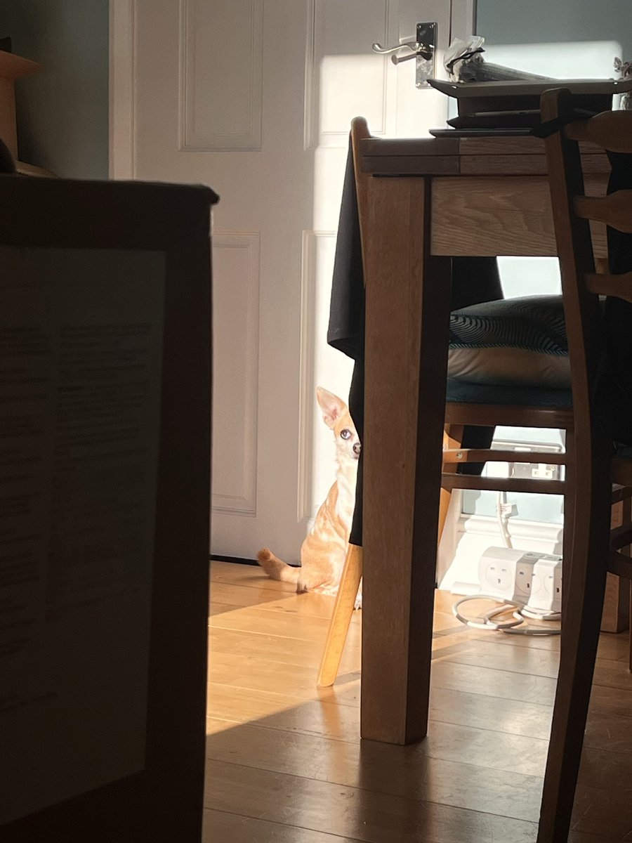 lizzyjperkins's tweet image. Lolly sat where the sun rays stroked the floor feeling their #warmth. It had been a long day: eating, snoozing, chasing Milly the neighbour’s cat. She was ready to relax, clean her paws, and whine for dinner. #vss365