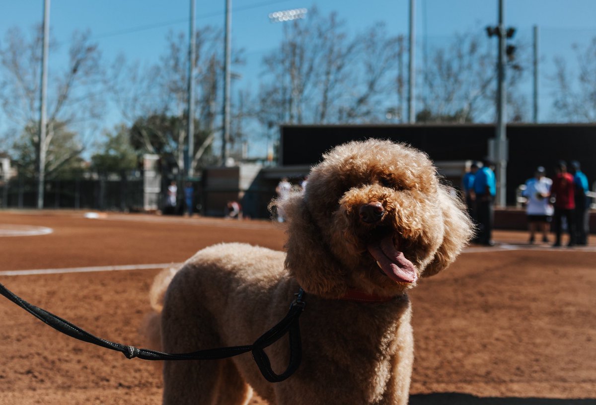 Santa Clara Softball tweet media