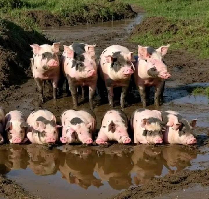 Jalal Freeman tweet media