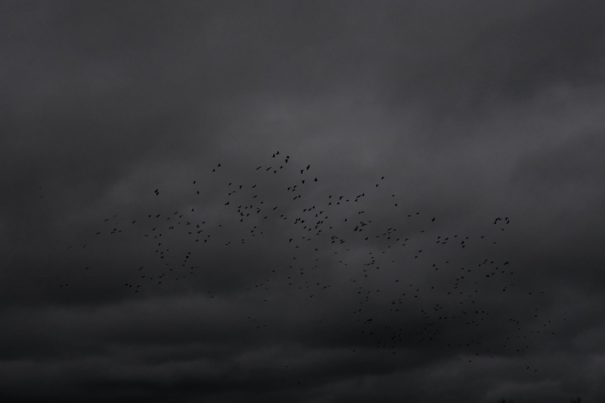 # (@widerdienatur) on Twitter photo 