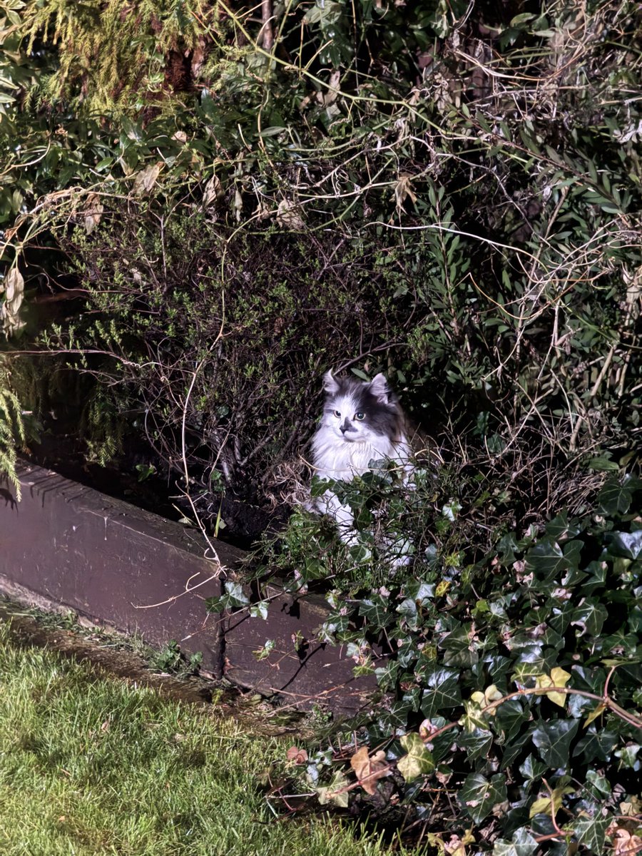 Super Spaniels tweet media