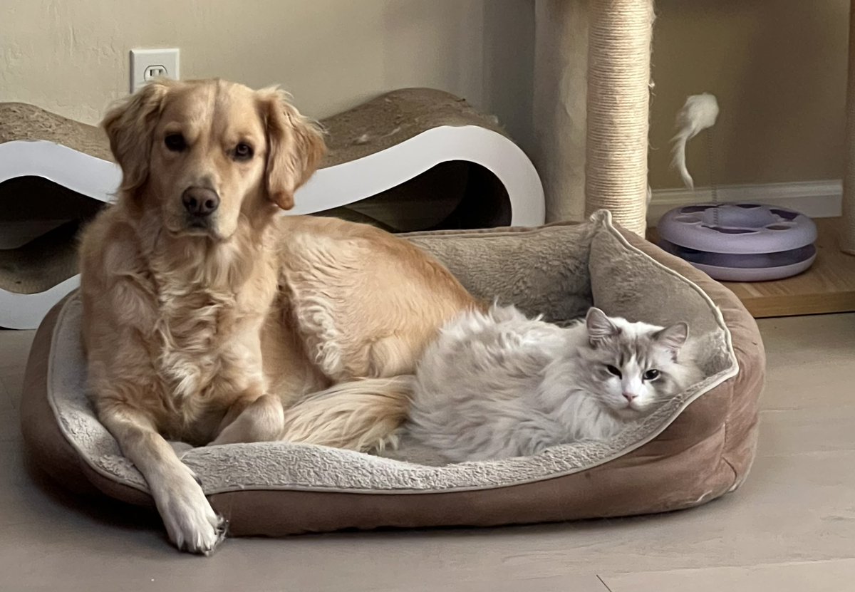 evernight tweet media