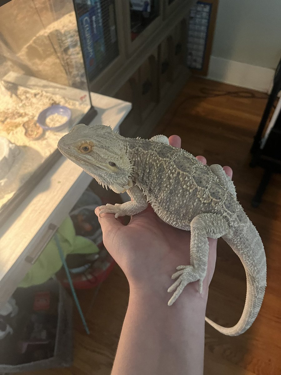 a kittyrat ! tweet media