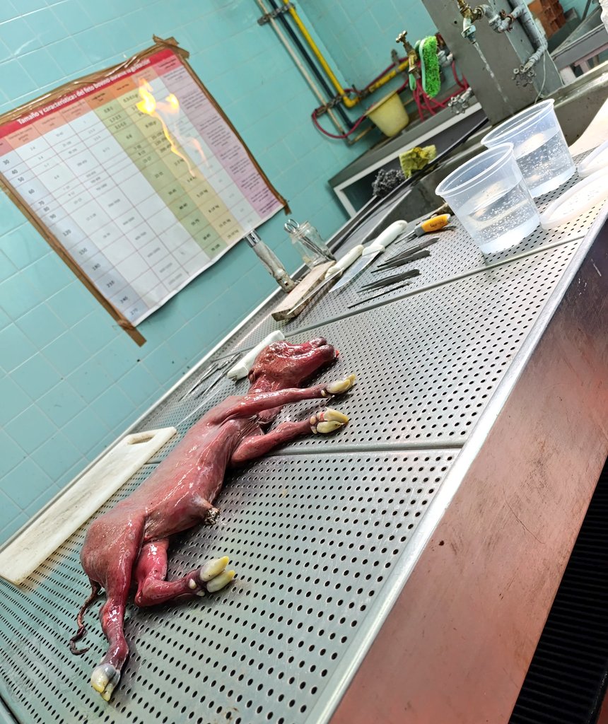 SDVE - INTA Balcarce tweet media