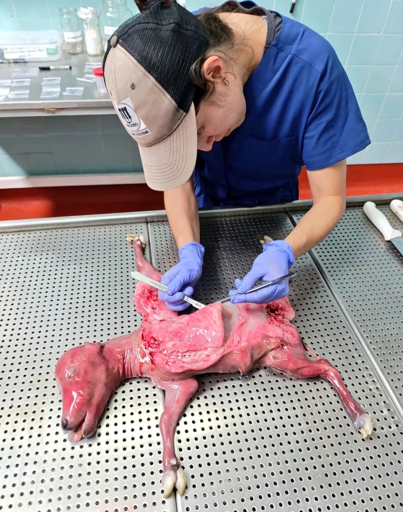 SDVE - INTA Balcarce tweet media