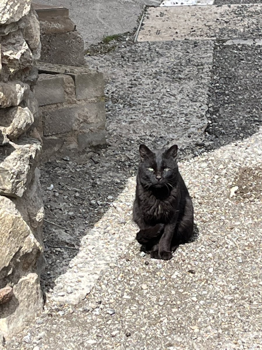 Strobe_Lightly's tweet photo. #CatOfTheDay
#SlowPyrenees https://t.co/fvc7mlOePJ