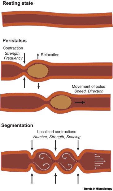 Trends in Microbiology tweet media