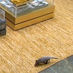 Novo participante entra no #BBB26