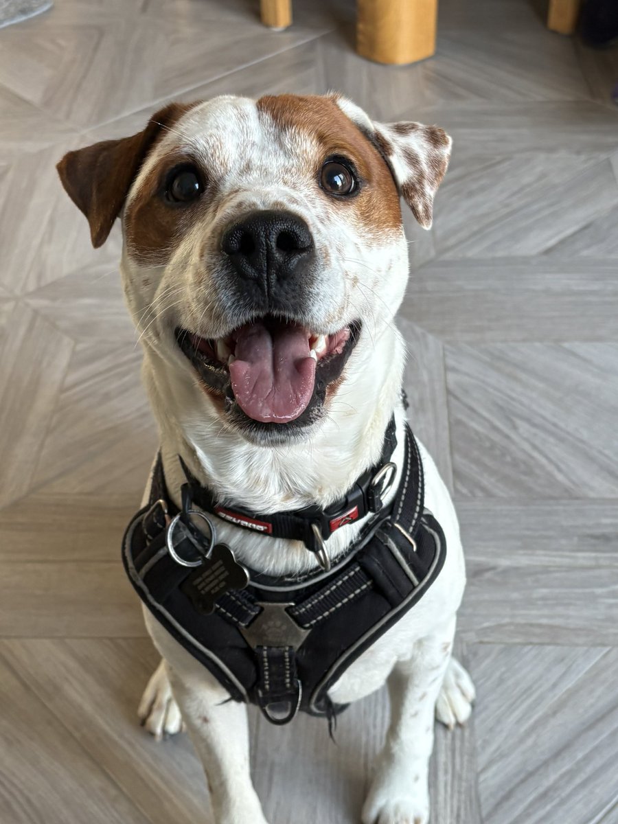 Feebeedeebeedoo's tweet photo. @centristdog Hewo. I likes crunchy toast too. Well, any toast. Or just anything you’re eating as it goes. https://t.co/kbuZ5SMhYV
