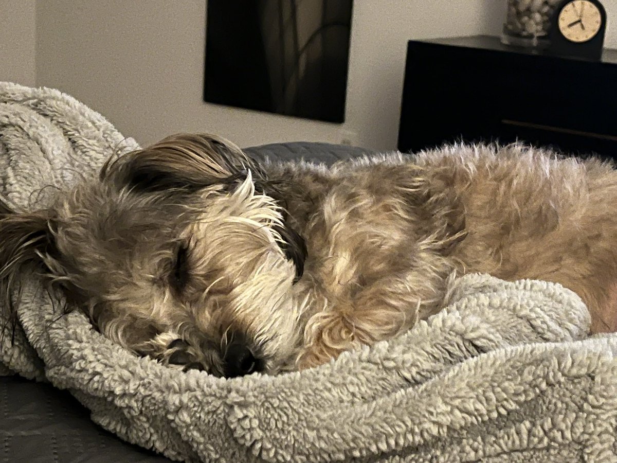 <a href="/Mr_Husky1/">The Husky</a> I adopted a “Simon” ( named Oliver) almost 6 years ago…incredible , loving, delicious, wonderful pup. Congrats and lots of kisses from him and me to Simon