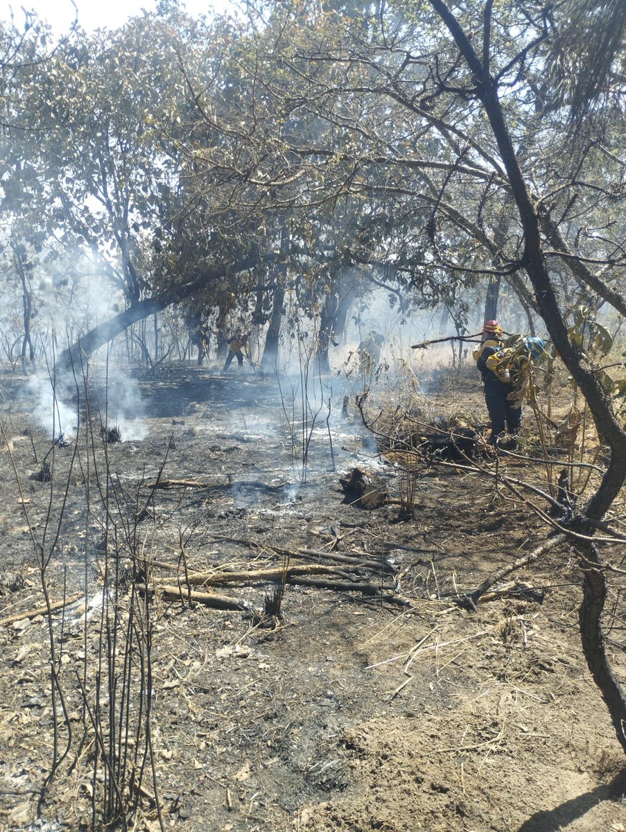 Protección Civil JAL tweet media