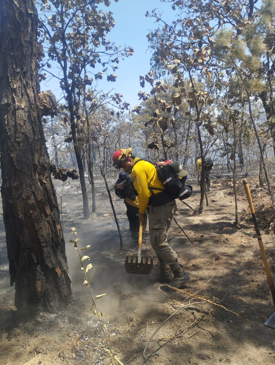 Protección Civil JAL tweet media