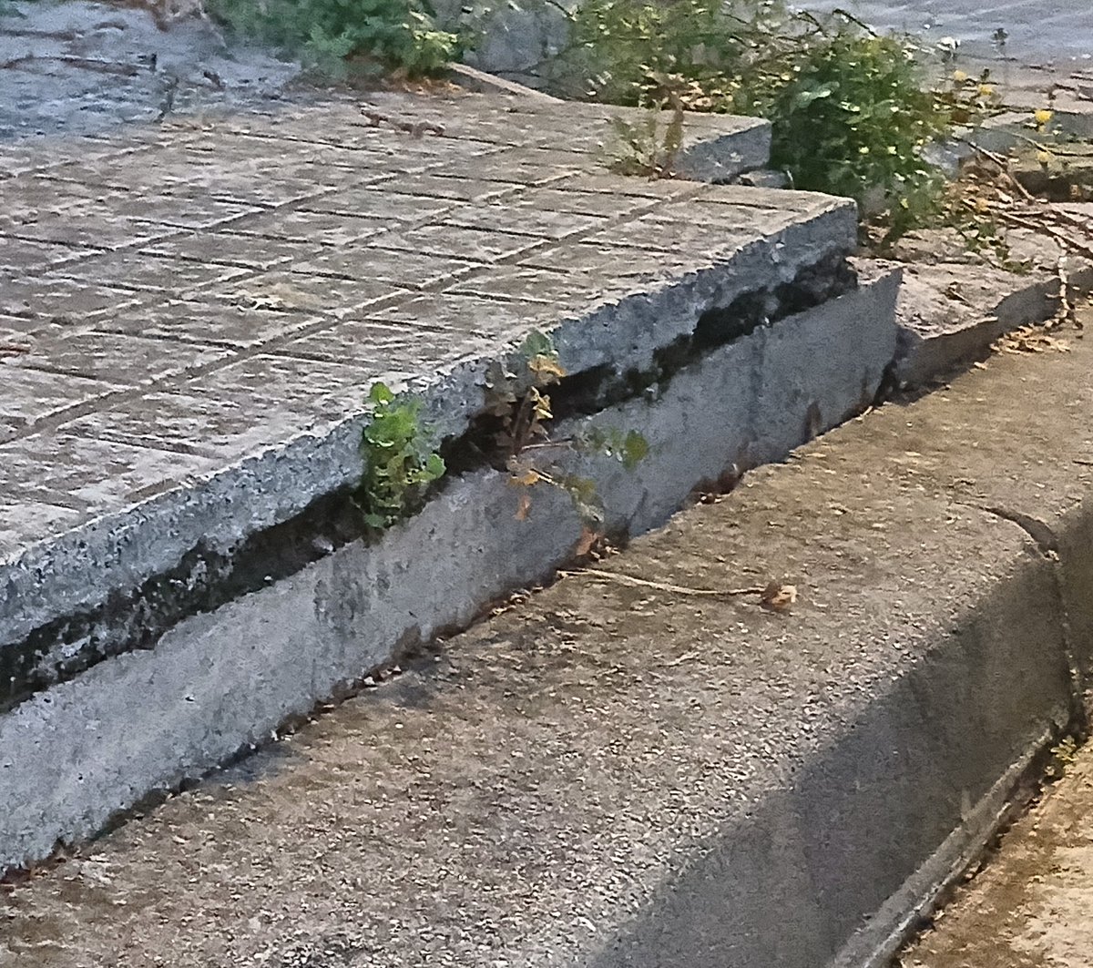 Xavier Font i Mach tweet media