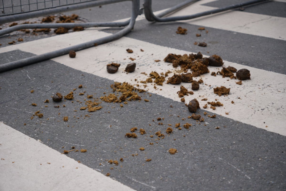 Police presence continues to grow heavier, and they're leaving literal horseshit on the crosswalk.