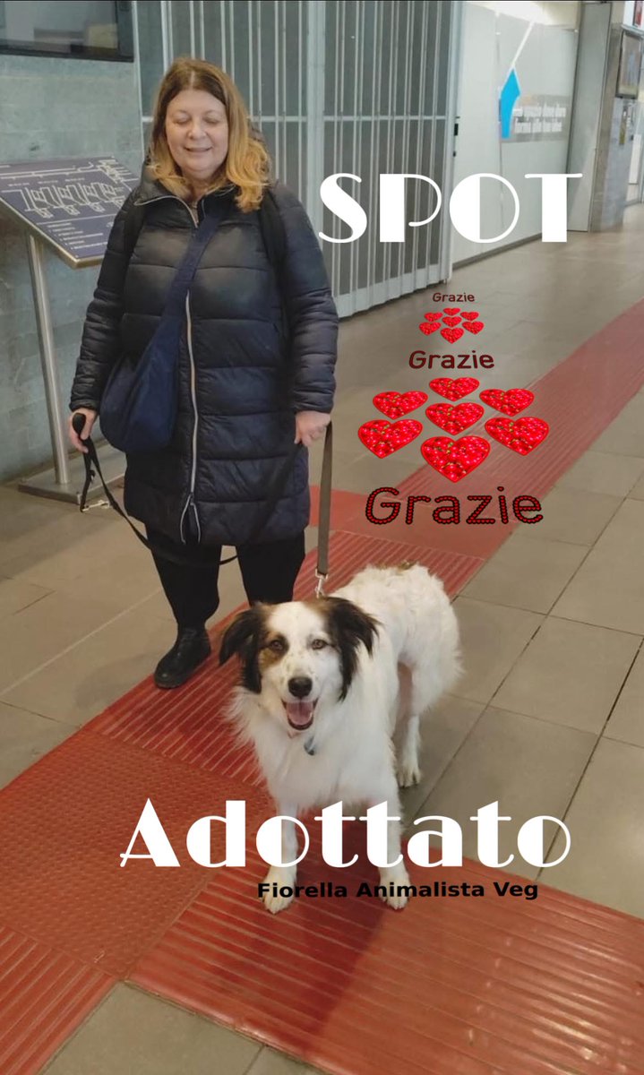 Fiorella Arcodia 🌿𝐠𝐨𝐯𝐞𝐠𝐚𝐧 🐑💚💙☮️ tweet media