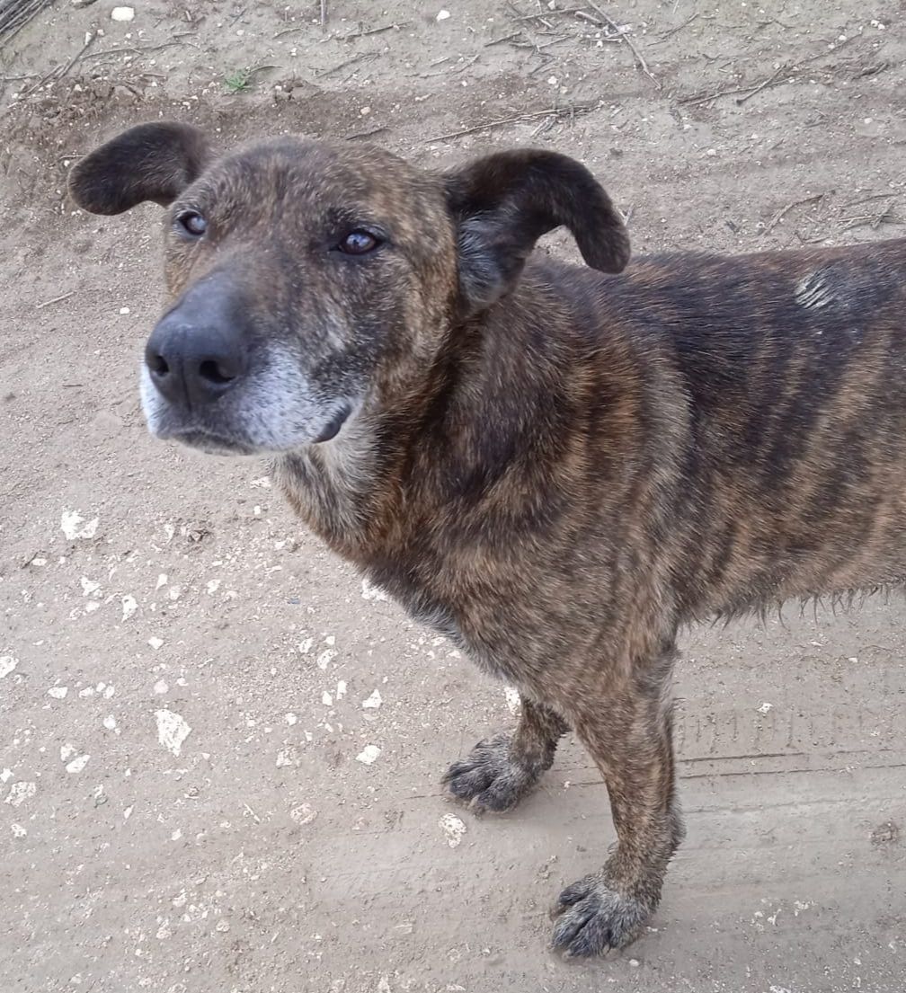 SosAbuelos1's tweet photo. ➥ 𝘿𝙞𝙛𝙪𝙣𝙙𝙚 𝙪𝙣 𝙥𝙖𝙧𝙩𝙞𝙘𝙪𝙡𝙖𝙧:
#SEVILLA
Esta mañana fui a andar y me encontré este perro 🐶
 
Se ve mayor. Es muy noble, bueno y muy tranquilo, no da nada de guerra. Se porta genial y parece muy sano.

👉 No tiene chip

 👉 Necesita  una protectora o un buen hogar responsable, yo tengo muchos gatos y nietos y no puedo tenerlo

👉 Está en #Herrera 
Contacto: 673 12 56 09