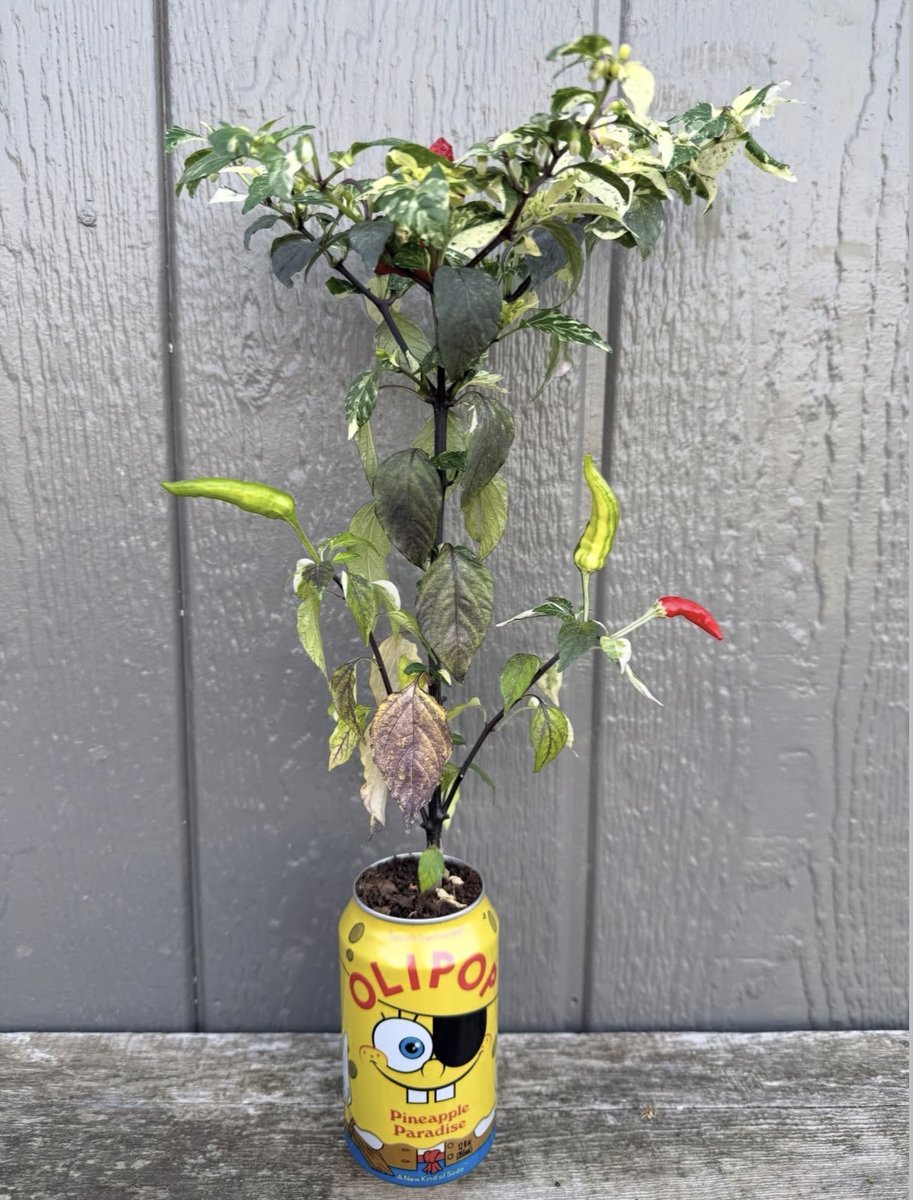 subvgardener's tweet photo. Shared by @lonnieatgardennut, this improvised vessel highlights the resilience of plants and the creative reuse of waste materials.
Growing does not require perfection; it requires persistence.

#SubversiveGardener #UpcycledPlanters #PlantResilience #UrbanGrowing https://t.co/SvssUbjr99