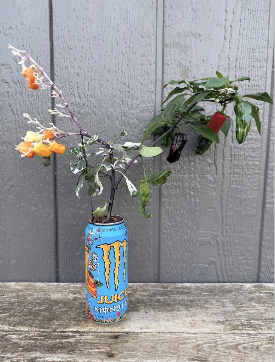 subvgardener's tweet photo. Shared by @lonnieatgardennut, this improvised vessel highlights the resilience of plants and the creative reuse of waste materials.
Growing does not require perfection; it requires persistence.

#SubversiveGardener #UpcycledPlanters #PlantResilience #UrbanGrowing https://t.co/SvssUbjr99